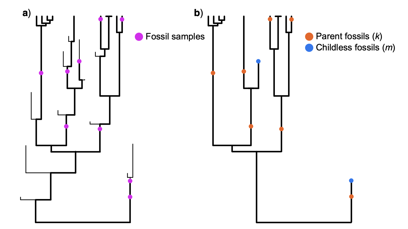 Figure 1 from Beaulieu and O'Meara (2022), showing the distribution of fossils on two trees. The left tree shows the sampled fossils; the right plot shows the distinction between parent fossils (ones that have a descendant sample, either a fossil or a tip) and childless fossils (terminal fossils).
