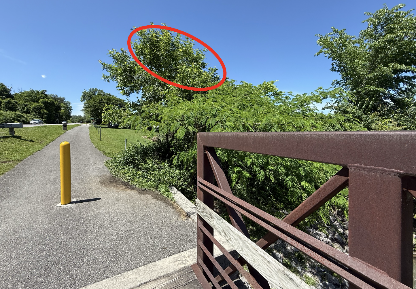 A tree next to a bike path has a red circle on it; a metal bridge handrail is to the side.
