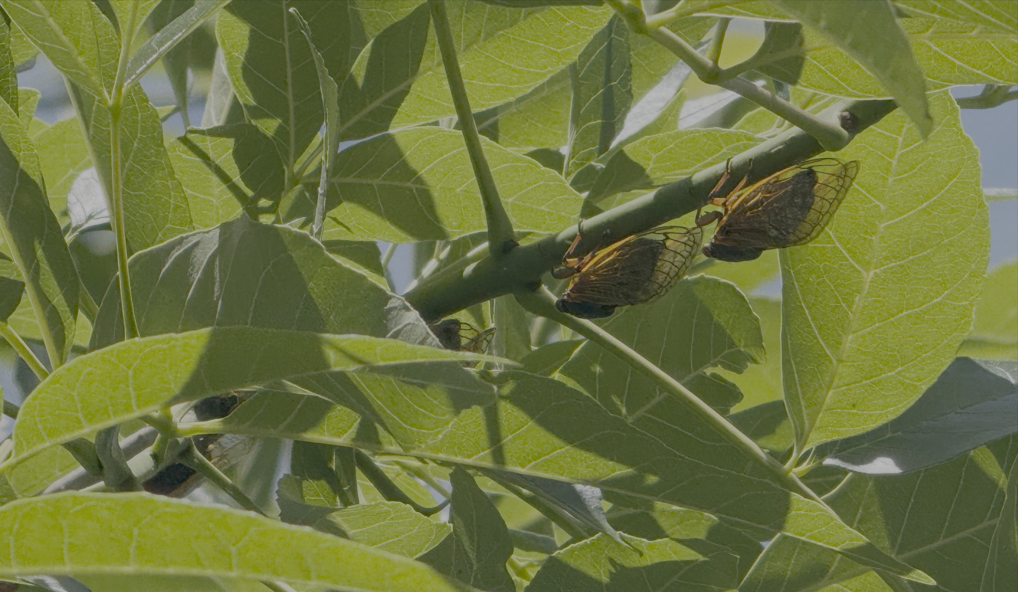 Branch with many green leaves glowing in the sun. Two cicadas black with orange accents, are visible, with other ones partially hidden elsewhere on the branch.