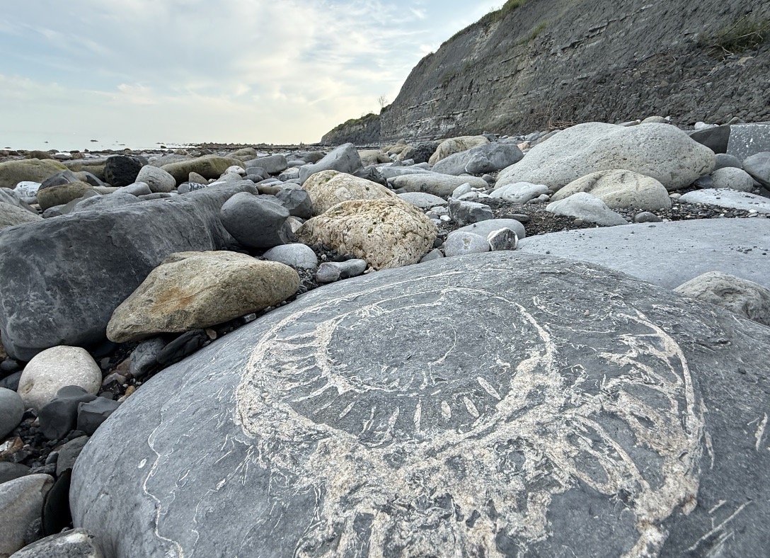 Picture of an ammonite fossil on a beach, with an eroding cliff in the background