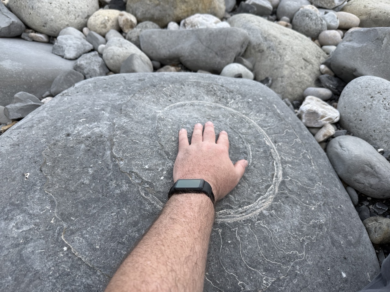 Picture of an ammonite fossil (white fossil in gray rock) on a beach, with my hand dwarfed by it