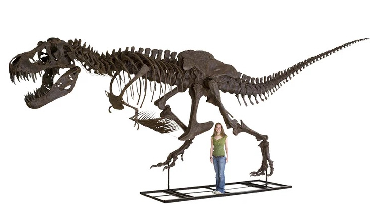 Photo of a T. rex mounted with a person standing next to it