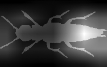 Figure 5c from Hunt et al. (2025). It shows a gray beetle silhouette on a black background, with whiter areas near its abdomen and parts of its hind legs.